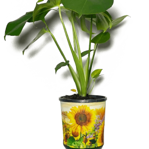 Fruit Salad Plant meets Sunflower