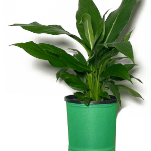 Peace Lily in Green