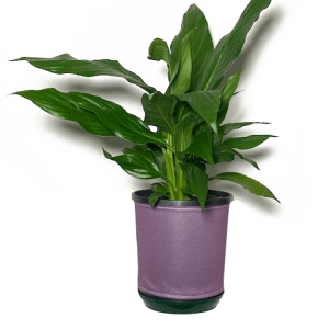 Peace Lily in Mauve