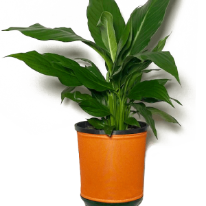 Peace Lily in Orange