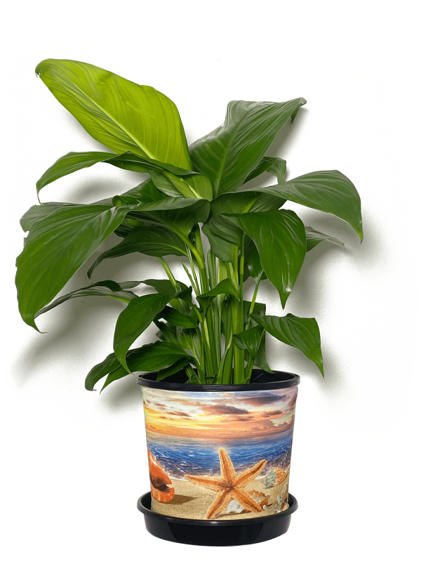 Peace Lily with Ocean View